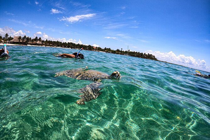 Cenote and Swimming with Turtles Private Tour in Akumal - How the 3 to 5 hours actually plays out