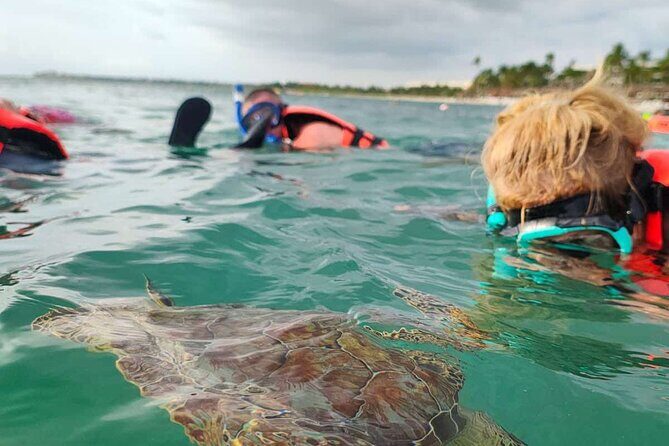 Cenote and Swimming with Turtles Private Tour in Akumal - Stop 2: Akumal Bay snorkeling for sea turtles