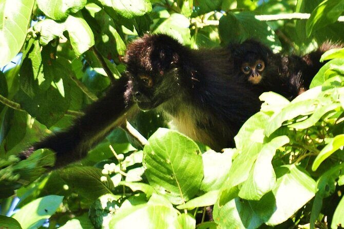 Cenote La Noria Tour + Jewelry Shopping Tour + Tequilera - Who should book this tour, and who might want something else?