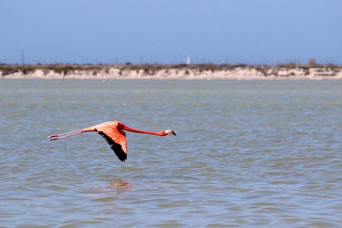 Cenote Suytun & Rio Lagartos & Las Coloradas - Cenote Suytun: karst swim with fish and easy photo wins