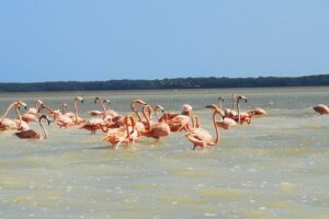 Cenote Suytun & Rio Lagartos & Las Coloradas - Rio Lagartos: mangrove wildlife viewing with flamingo potential