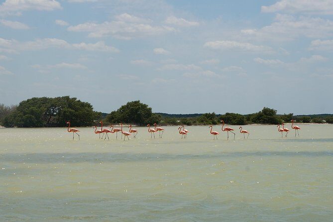 Cenote Suytun & Rio Lagartos & Las Coloradas - Who should book this Cenote Suytun, Rio Lagartos, Las Coloradas trip