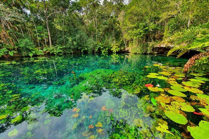 Cenotes trail jungle bike tour in Tulum with lunch - Lunch in the Jungle: Canopy Views and Off-the-Road Flavor