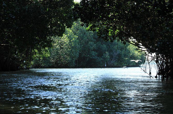 Chacahua Afternoon Journey - Waiting for the Glow: What Makes Bioluminescence Work