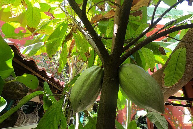 Chocolate Tasting & mayan Presentation - Lunch in a local family kitchen: tacos after real work