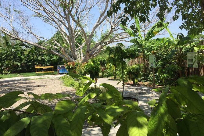 Chocolate Tour in Vallarta - Roasting, shelling, and the smell test that makes it real