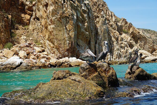 Clear Boat Ride in Los Cabos - Price Reality: How the $15 Base Fare Actually Plays Out