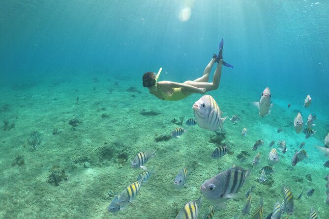 Clear Boat & Snorkel Cozumel Tour with Drinks - Price and Value: Is $37 Worth It?
