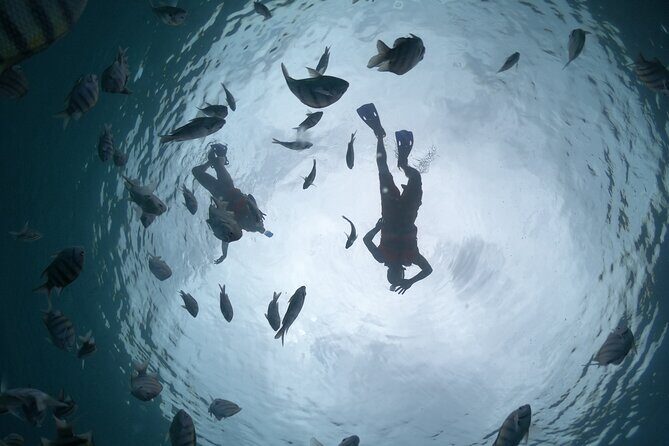 Clear Boat & Snorkel Cozumel Tour with Drinks - Your 1.5 Hours at Sea in Cozumel: What Happens On the Water