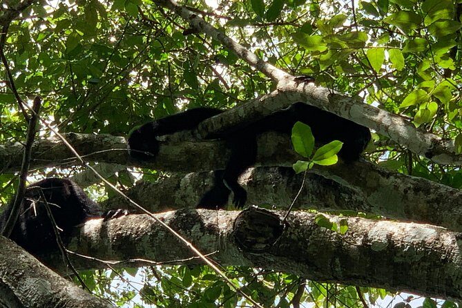 Coba Ruins and Punta Laguna Monkey Reserve Day Tour from Tulum - What to Pack and How to Get Through the Day Comfortably