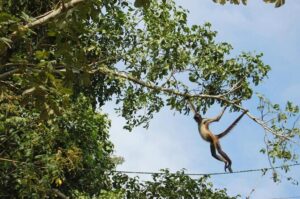 Coba Ruins, Punta Laguna Nature Reserve, Cenote and Mayan family - Getting There From Tulum (And Why Pickup Timing Matters)