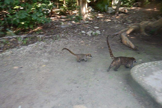 Cobá Ruins Tour (Private, Half Day) - Pickup timing from Tulum: why the 8:00 am start helps