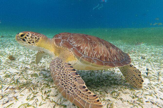 Colombia, Palancar & Cielo Cozumel Snorkel Tour - Food, Drinks, and the Sandbar-Style Finish
