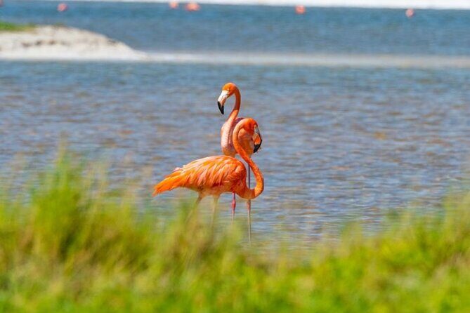 Coloradas Pink Lagoon Adventure from Playa del Carmen and Riviera Maya - Food, Water, and What You’ll Want to Bring