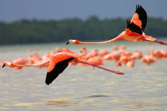 Coloradas Pink Lagoon Adventure from Playa del Carmen and Riviera Maya - Value Check: Is This Worth It for Your One Day?