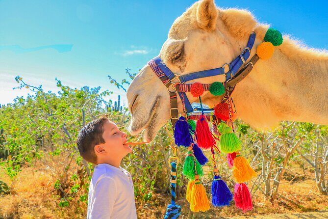 Combo Single Offroad 4x4 UTV, Camel Ride, Lunch & Tequila Tasting - Price and logistics: what the $249 really covers