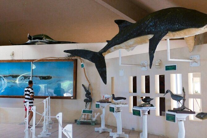 Contoy Island Tour from Cancun and Isla Mujeres with Snorkeling - Who this tour suits best (and who might want another option)