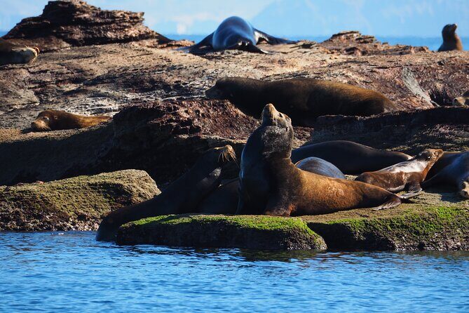 Coronado Island tour and swim with the sea lions - Key Highlights Worth Knowing Before You Go