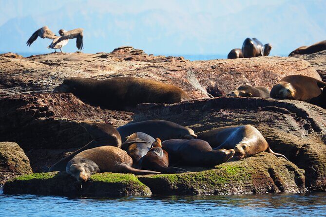 Coronado Island tour and swim with the sea lions - National Park Waters: Volcanic Formations, Bird Spots, and Marine Life Chances