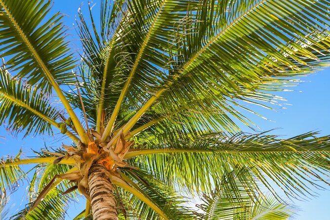 Costa Maya Chacchoben Mayan Ruins & Mexican Lunch at the Beach - What to pack (so the day stays fun)