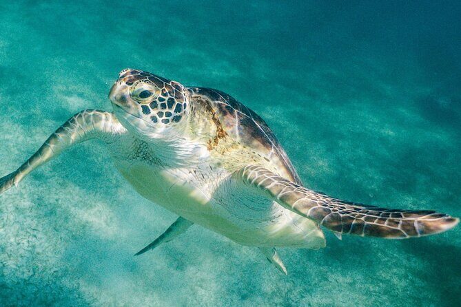 Costa Maya Snorkel Tour - Getting from the cruise port to Yaya Beach Club (the easy way)