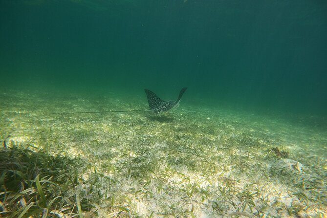 Costa Maya, snorkeling on the reef with fish, looking for turtles - The reef time itself: how long you’re in the water