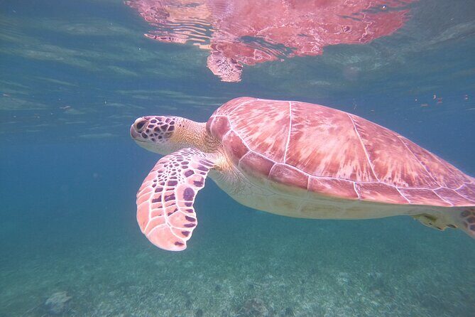 Costa Maya, snorkeling on the reef with fish, looking for turtles - Beach club access after snorkeling: what “included” really feels like
