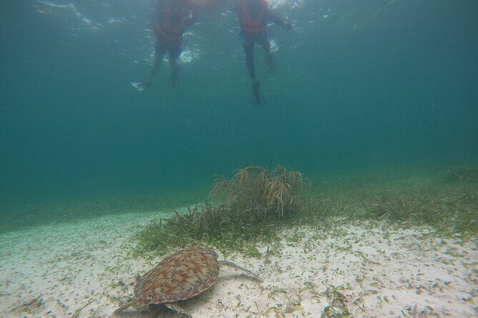 Costa Maya, snorkeling on the reef with fish, looking for turtles - Price and value: why $30 can feel like a deal