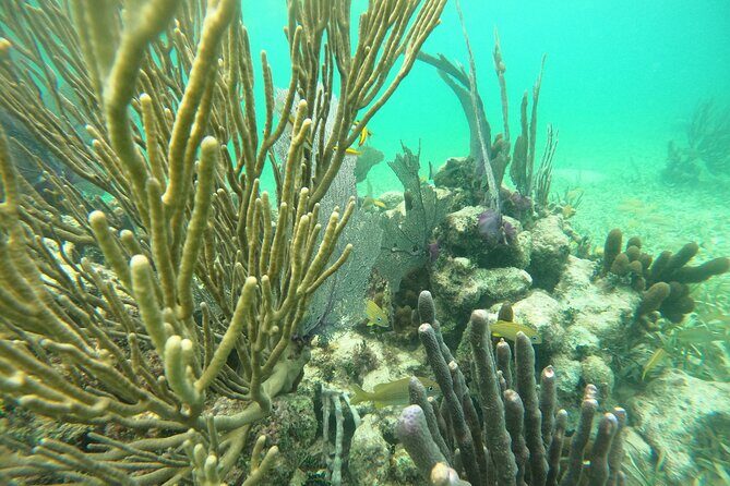 Costa Maya, snorkeling on the reef with fish, looking for turtles - What you’ll see: fish, reefs, stingrays, and the turtle moment