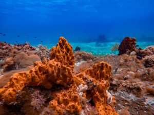 Cozumel Catamaran Snorkeling Tour & lunch - El Cielo Bay stop: starfish sanctuary energy