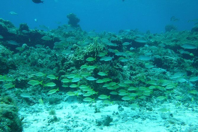 Cozumel Catamaran Snorkeling Tour & Lunch (Hotel Pick Up) - Snorkeling at Cozumel Reefs National Marine Park: Colombia and Palancar