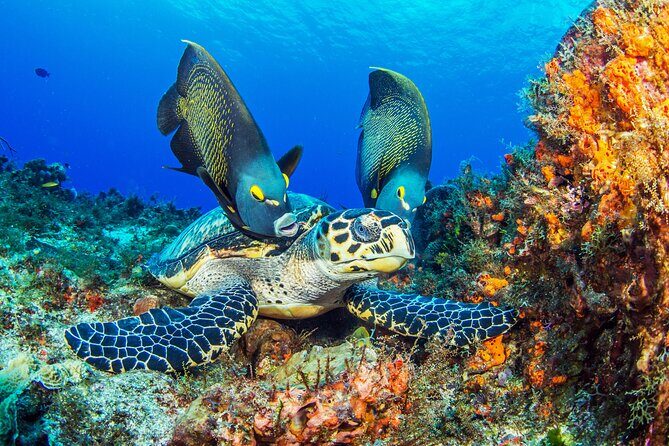 Cozumel Dive Package - Certified Divers from the Riviera Maya (4 dives) - Why this Cozumel reef package is a smart 2-day plan from Playa del Carmen