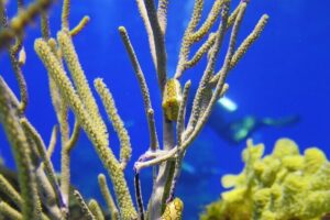 Cozumel Dive Package - Certified Divers from the Riviera Maya (4 dives) - Day 1 on the Riviera Maya: what you’re really paying for