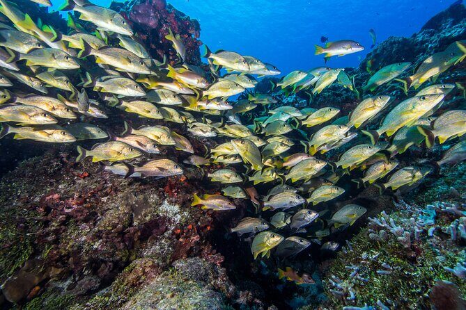 Cozumel Dive Package - Certified Divers from the Riviera Maya (4 dives) - Day 2: ferry to Cozumel and Marine Park reefs (plus lunch)