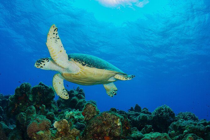 Cozumel Dive Package - Certified Divers from the Riviera Maya (4 dives) - Small-group size (max 12) and the guides who manage your comfort