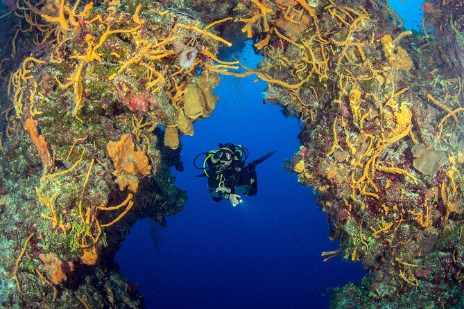 Cozumel Dive Package - Certified Divers from the Riviera Maya (4 dives) - Price and logistics: what $378 includes, and what you’ll likely add