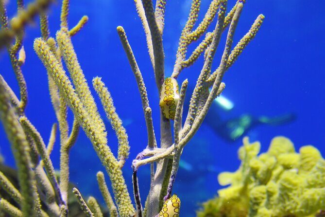 Cozumel Dive Package - Certified Divers from the Riviera Maya (4 dives) - Day 1 on the Riviera Maya: what you’re really paying for