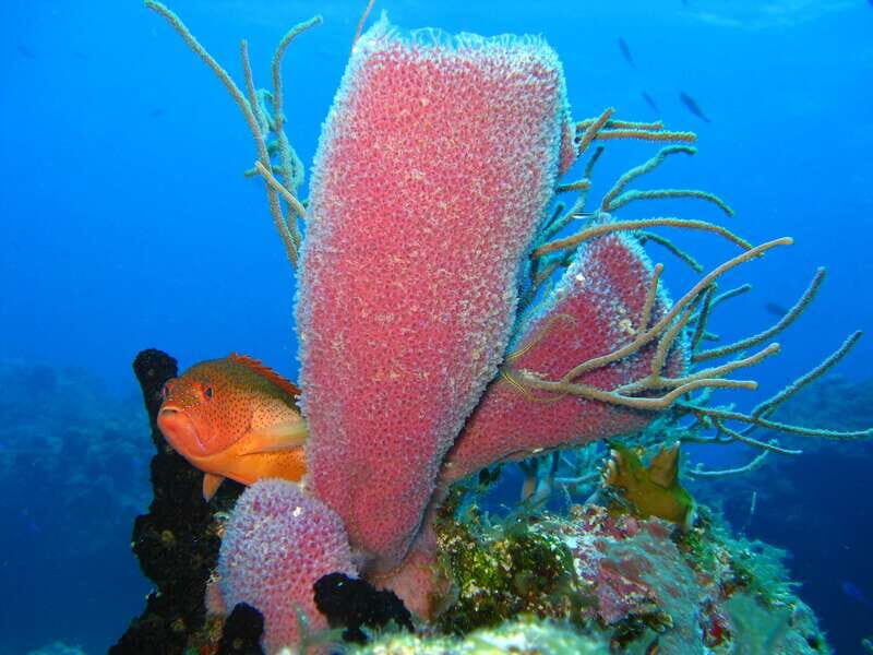 Cozumel: El Cielo & Palancar Snorkel with Open Bar & Ceviche - Getting onto Barco Pirata Cozumel: small group, real comfort