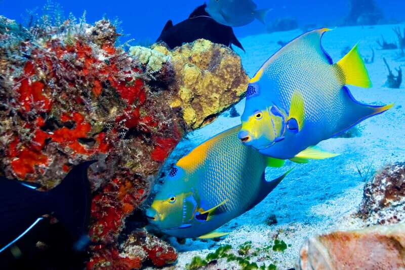 Cozumel: El Cielo & Palancar Snorkel with Open Bar & Ceviche - Palancar Reef snorkeling: corals, rays, turtles, and the good kind of close-up