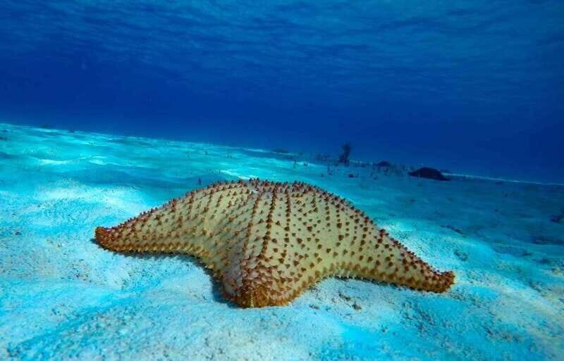 Cozumel: El Cielo & Palancar Snorkel with Open Bar & Ceviche - El Cielo starfish flats: shallow water, dreamlike views, and quick moments