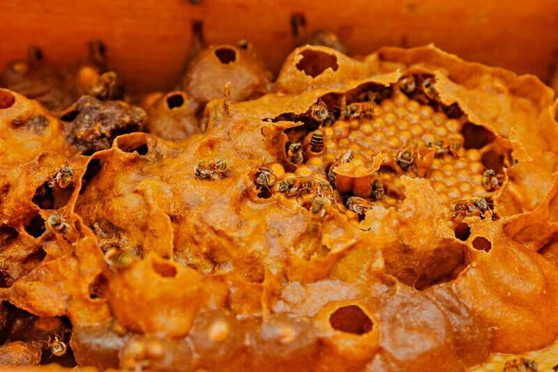 Cozumel: General Entrance to Mayan Bee Sanctuary - Inside the hives: how a stingless bee colony stays organized
