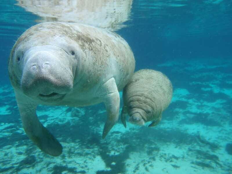 Cozumel: Manatee Encounter, Chankanaab Admission and Buffet - FAQ