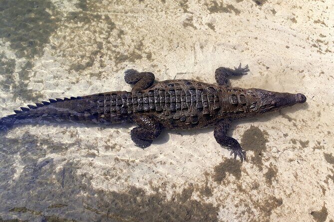Cozumel National Park and Beach Break: Private Tour - Playa Publica San Martin: the fast photo stop that gives big payoff