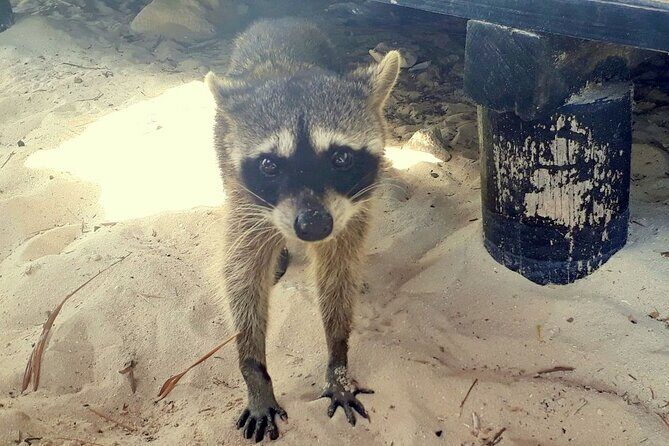 Cozumel National Park and Beach Break: Private Tour - What you’re really paying for: included park entry, lunch, and drinks