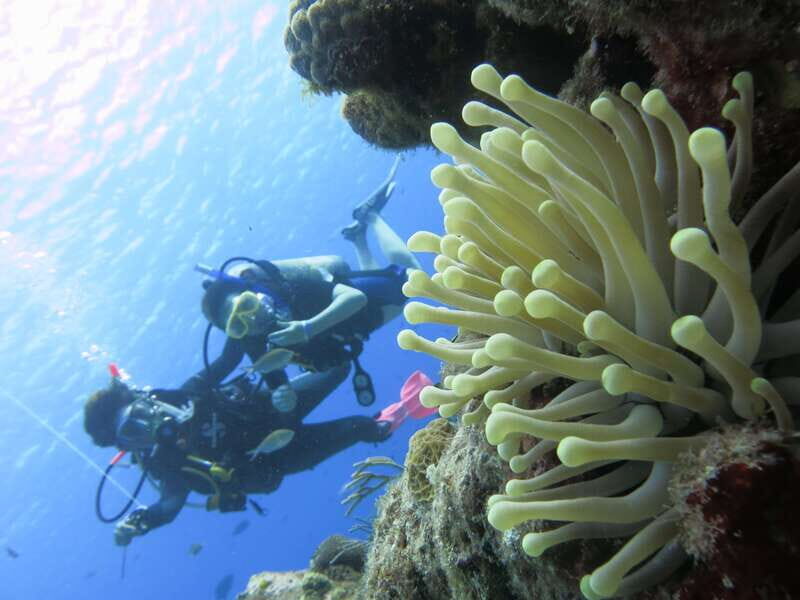 Cozumel: One Tank Scuba Dive and Full Chankanaab Park Access - Price and value: $63 plus the $11 marine fee