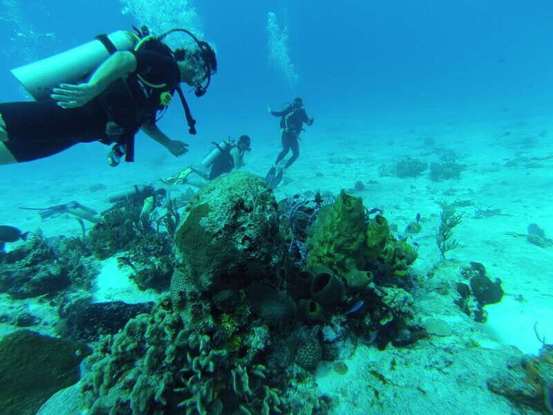 Cozumel: One Tank Scuba Dive and Full Chankanaab Park Access - Who this works for (and who should skip it)