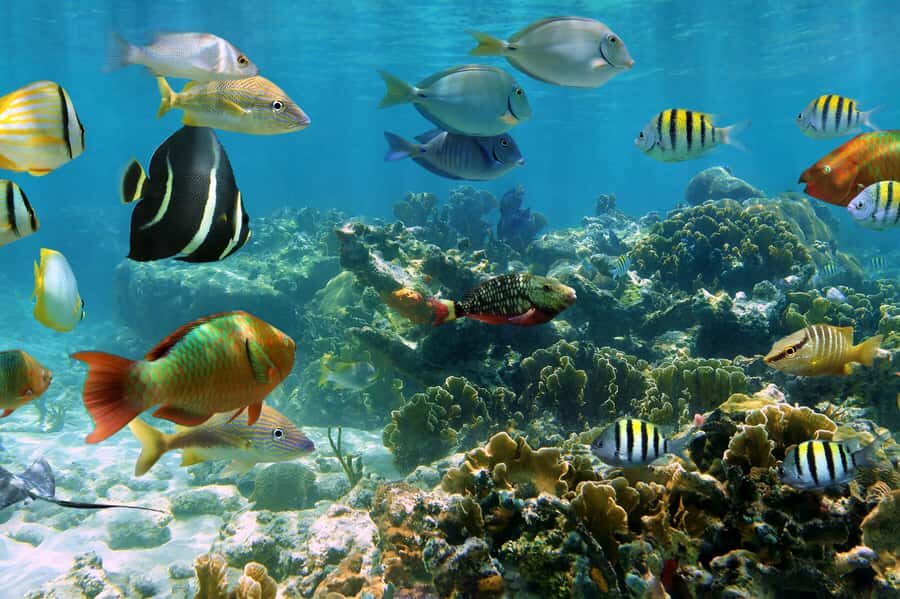 Cozumel: Palancar, Columbia and El Cielo Reefs Snorkel Tour - Four hours from Marina Caleta: the rhythm of the tour