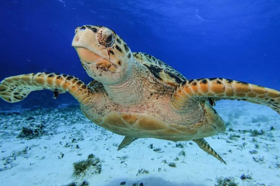 Cozumel: Palancar, Columbia and El Cielo Reefs Snorkel Tour - How the crew, captain, and safety setup changes everything