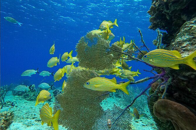Cozumel Private Yacht and Snorkel with Lunch and Open Bar Onboard - Snorkeling time around Cozumel: good for beginners, with real safety rules