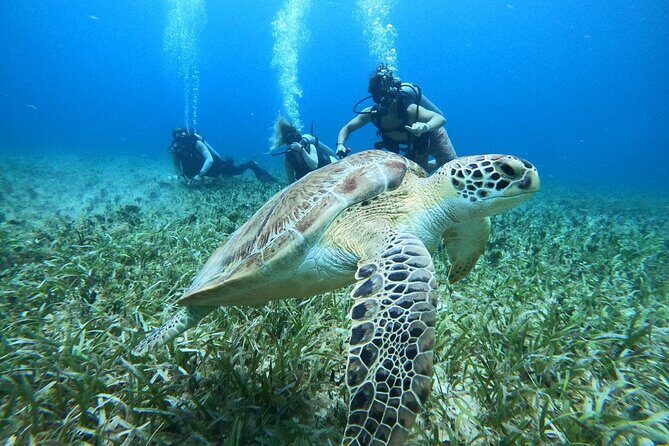 Cozumel Scuba Dive at Chankanaab - Chankanaab Before the Water: Training, Briefing, and Who Helps You